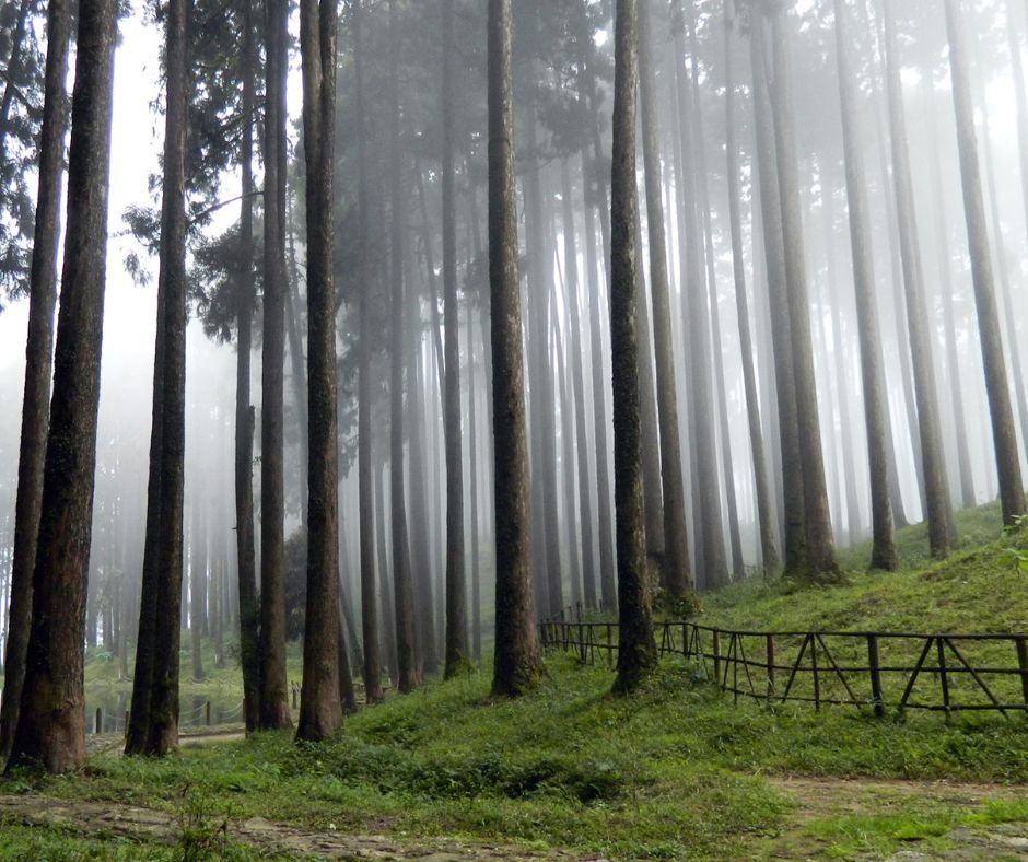 Scenic views of forests and hills